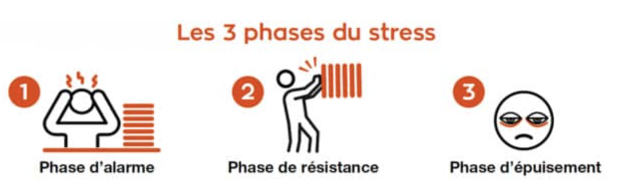  isabelle-auger-eqinergie-bioresonance-3-phases-du-stress